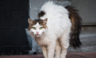 Ce frisson dans votre colonne vertébrale essaie peut-être de vous dire quelque chose