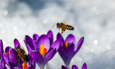 La façon fascinante dont les abeilles survivent à l’hiver