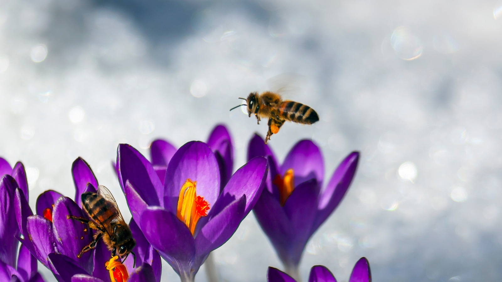 La façon fascinante dont les abeilles survivent à l’hiver