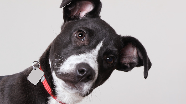 Un chien portant un collier rouge inclinant la tête vers la gauche.