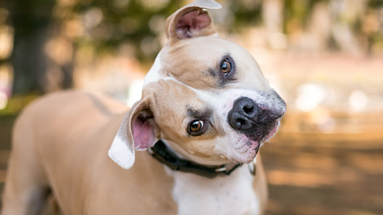 Un chien portant un collier noir inclinant la tête vers la droite.