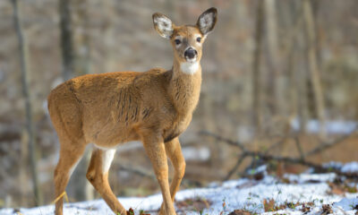 La mort menace une population de cerfs profondément consanguins à mesure que les malformations et les maladies augmentent
