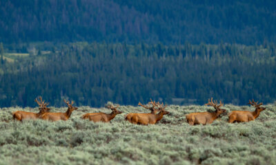 Cet endroit dans le parc national de Grand Teton est parfait pour observer une faune époustouflante