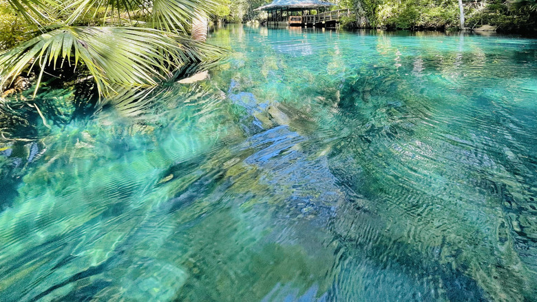 eau claire et arbres
