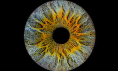 Les scientifiques ont été surpris par ce que fait l’œil humain après la mort