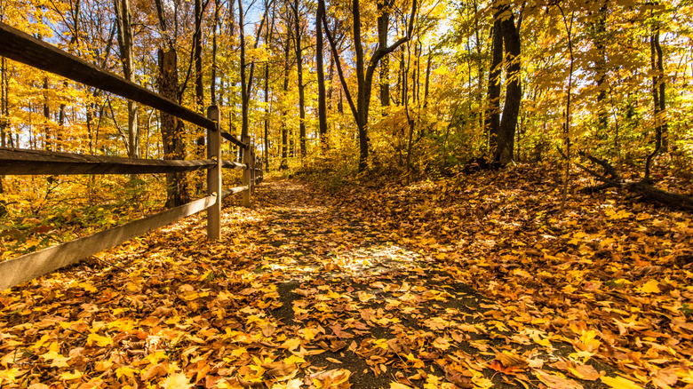 Couleurs automnales vibrantes dans le parc national de Caesar Creek, Ohio