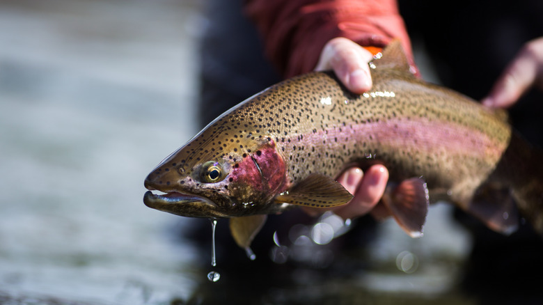 un pêcheur attrapant une truite arc-en-ciel