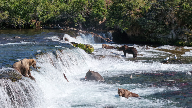 Ours bruns debout dans les eaux tumultueuses des chutes Brooks, parc national de Katmai