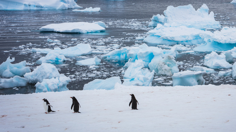 Un groupe de pingouins se dandinant dans la neige devant des groupes de glace flottant dans l’océan.