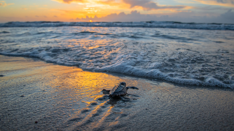 un bébé tortue de mer se promène dans le sable en direction de l'océan au coucher du soleil