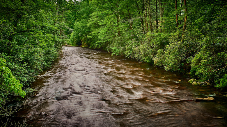Rivière Davidson au débit rapide entourée d'arbres