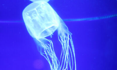 Pourquoi la mort par méduse-boîte est l'une des pires façons de mourir