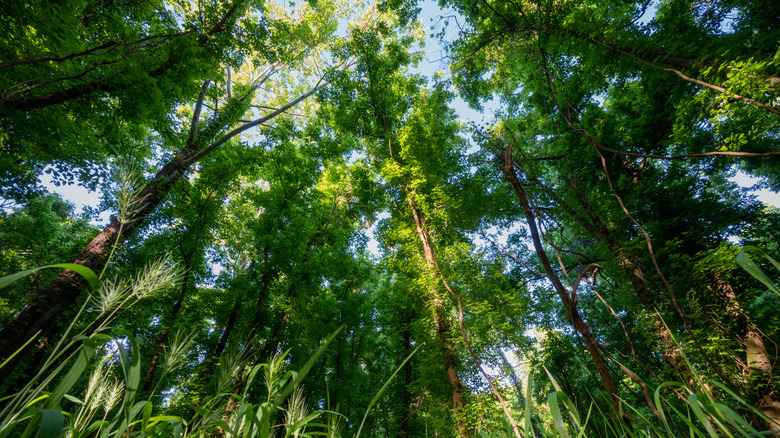 une vue sur la cime des arbres et le ciel