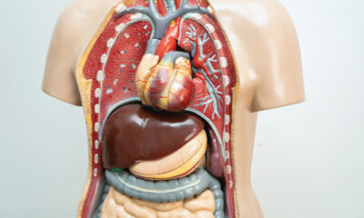 Les scientifiques débattent encore de ces 6 organes « inutiles »