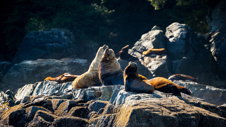 Les lions de mer se prélassent sur la côte d'Ucluelet en Colombie-Britannique