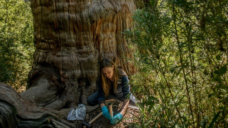 Scientifique de terrain prélevant des échantillons de sol au pied d'un arbre alerce âgé d'au moins 3 500 ans dans le parc national Alerce Costero, Chili
