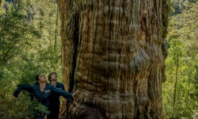 Les scientifiques n'arrivent pas à croire ce qui a été trouvé sous l'un des plus vieux arbres du monde