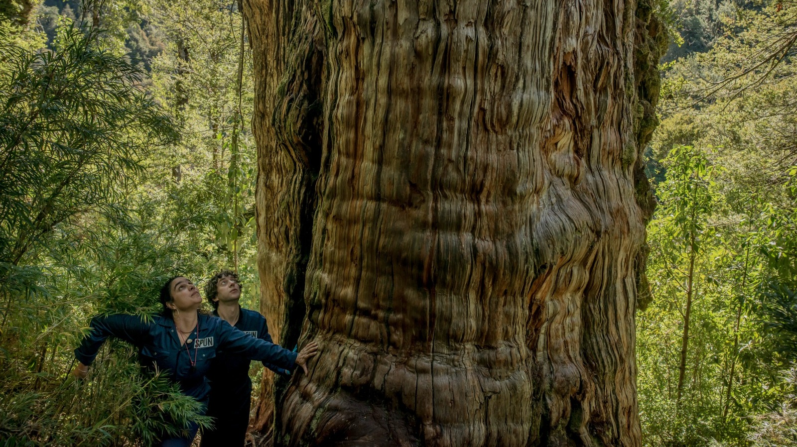 Les scientifiques n'arrivent pas à croire ce qui a été trouvé sous l'un des plus vieux arbres du monde