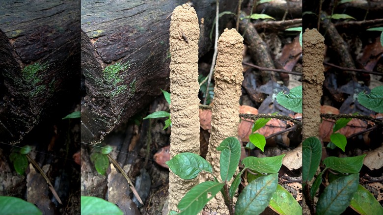 Deux tours de cigales construites l'une à côté de l'autre, partageant apparemment la même base