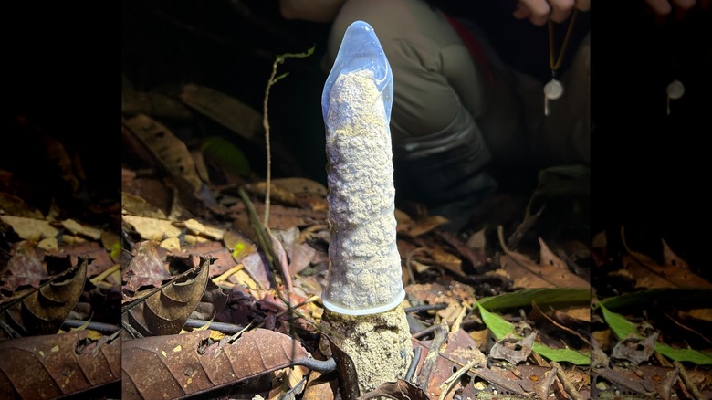 Tour de cigale recouverte d'un préservatif