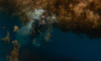 La seule mer sans littoral au monde regorge de vie aquatique