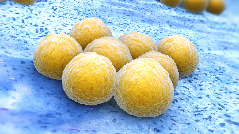 Gros plan de Staphylococcus aureus