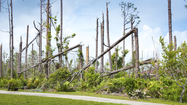 un bosquet d'arbres en Floride brisé par une tempête