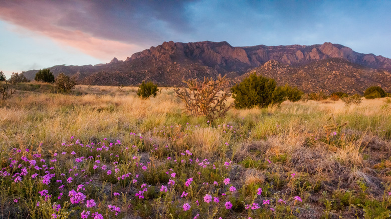fleurs sauvages et montagnes au coucher du soleil