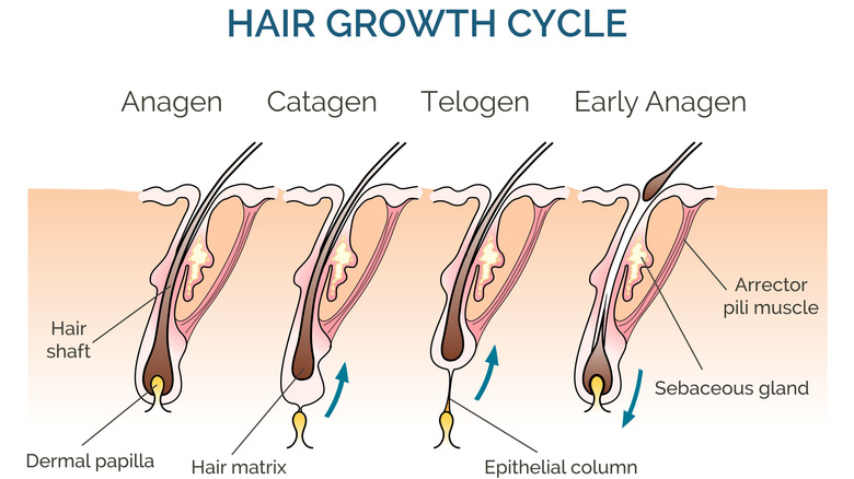 Un schéma illustré du cycle de croissance des cheveux, représentant les phases anagène, catagène et télogène ainsi que montrant le début de la phase anagène.
