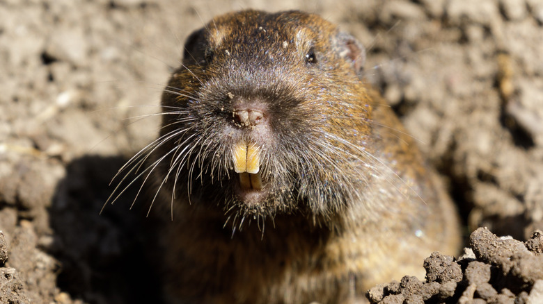 Gopher de poche, jetant un coup d'oeil hors d'un trou dans la terre et les rochers