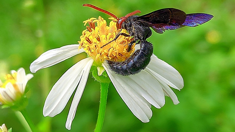Une Scolia dubia, un parasitoïde, sur une fleur blanche et jaune