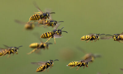 Plantes communes qui pourraient attirer les guêpes dans votre jardin