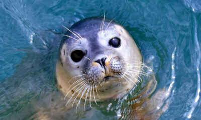 Les scientifiques ont enfin repéré un phoque de Ross sous-marin et il ne pourrait pas être plus mignon