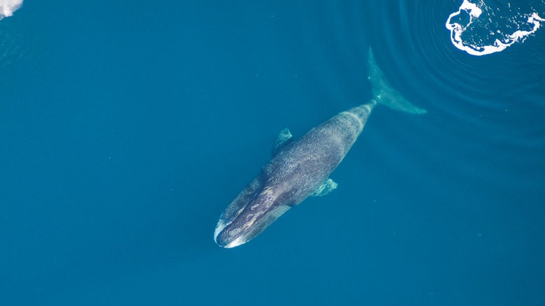Une baleine boréale nage dans l'eau bleue en direction de la glace