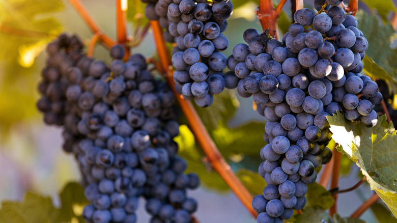 Gros plan de raisins dans un vignoble