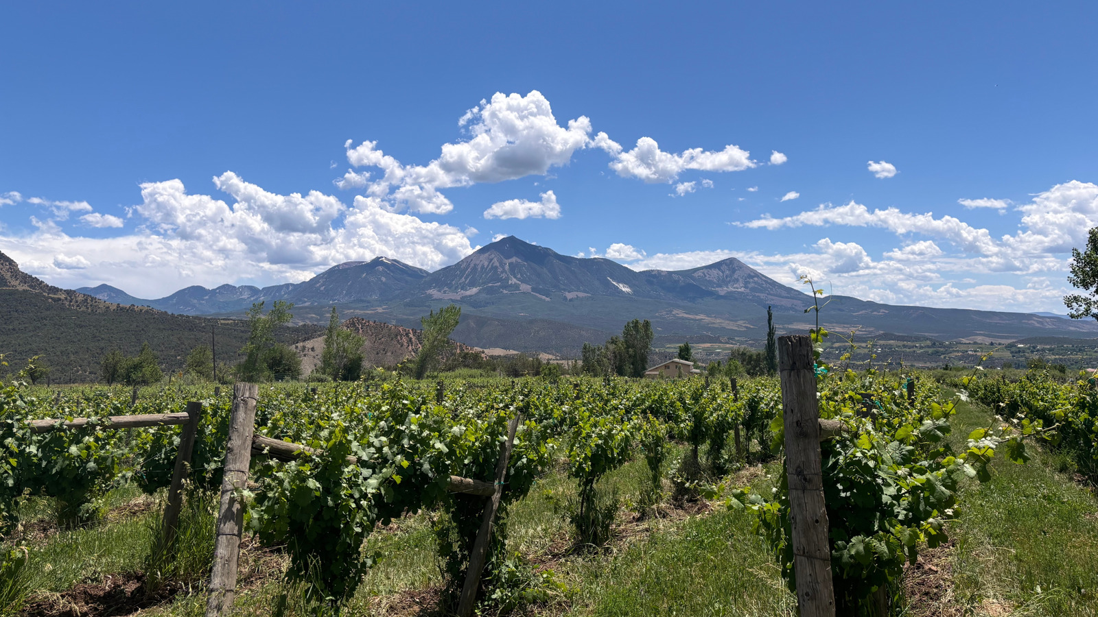 Ce sentier panoramique propose des dégustations de vins dans les contreforts des montagnes West Elks du Colorado