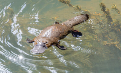 Les mammifères familiers apparus à l’époque des dinosaures