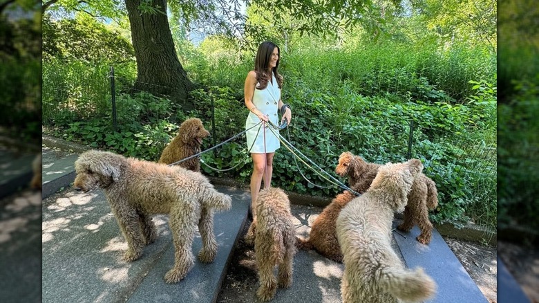Kaitlan Collins promène six chiens dans un parc