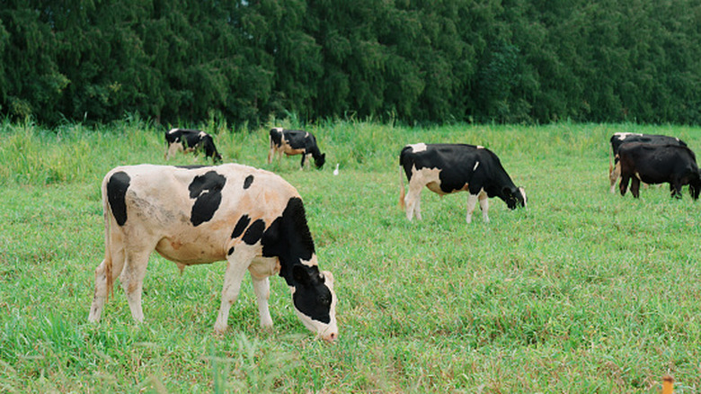 Vaches paissant sur l'herbe