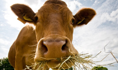 Les scientifiques veulent nourrir les vaches avec des algues et ce n'est pas pour la raison que vous pensez