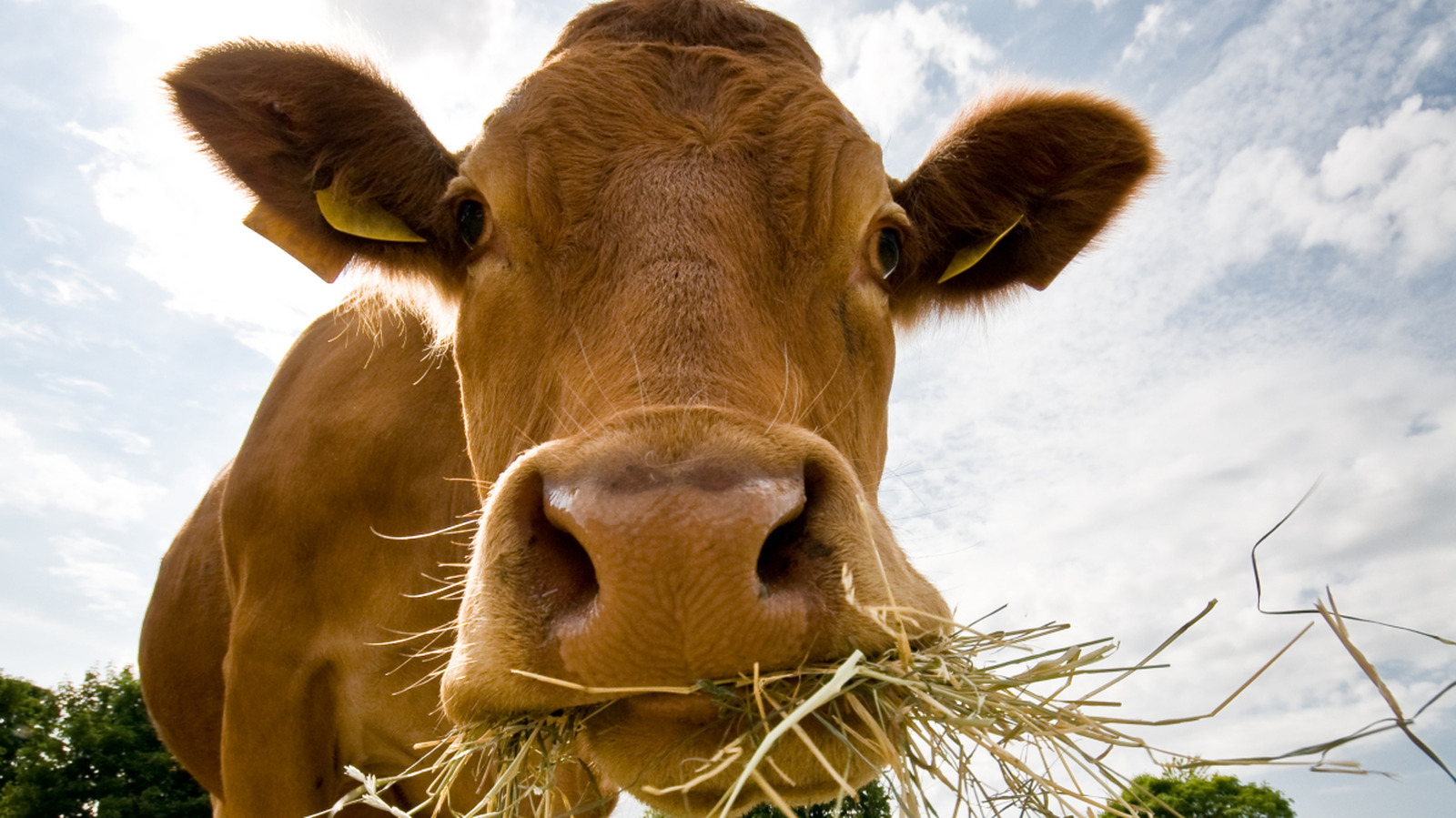 Les scientifiques veulent nourrir les vaches avec des algues et ce n'est pas pour la raison que vous pensez