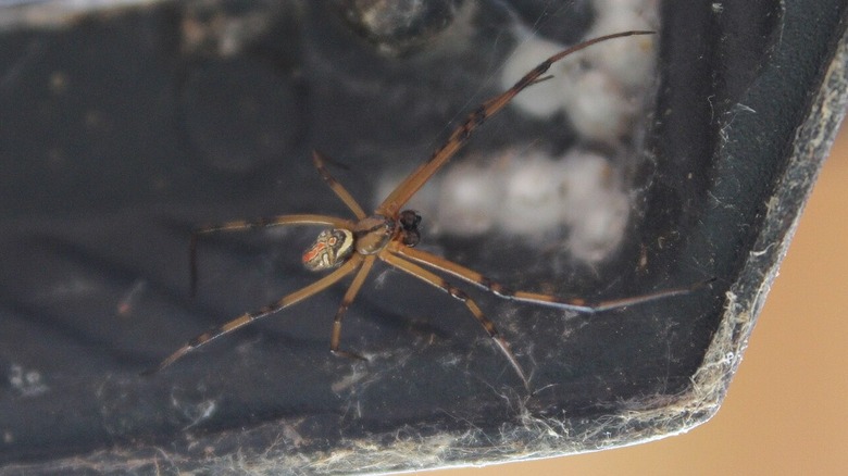 araignée veuve brune dans une toile d'araignée