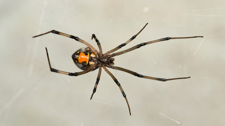 veuve brune sur le web