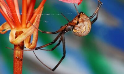 L'araignée dangereuse que vous pourriez trouver cachée sous votre voiture