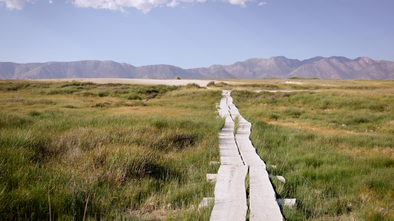 Prairies de l'est de la Sierra avec promenade en bois