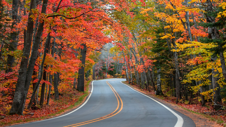 La route panoramique du tunnel des arbres en automne.