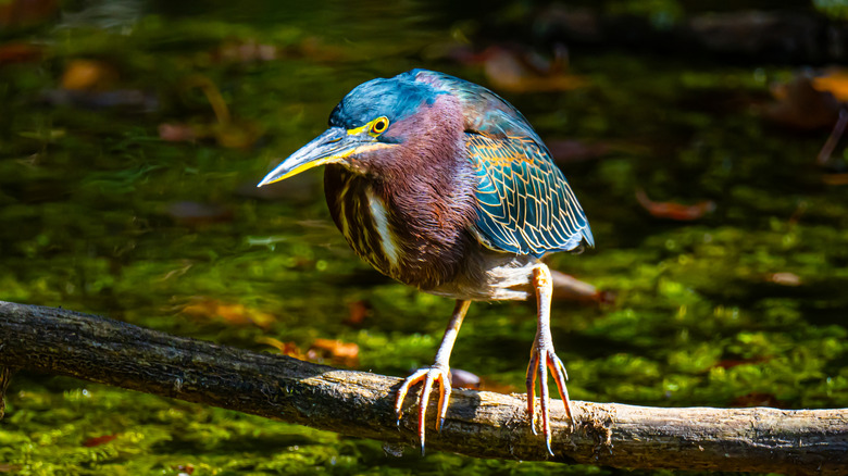 un héron vert assis sur une branche au-dessus de l'eau