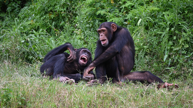 deux chimpanzés socialisant