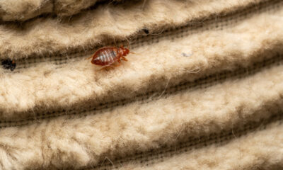 La pire peur des punaises de lit a été découverte par accident (et ce n'est pas ce à quoi vous vous attendez)