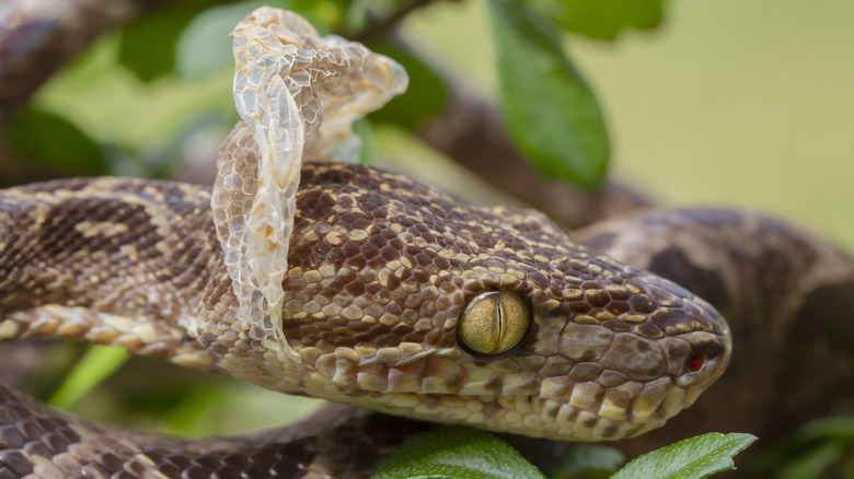Serpent boa d'Amazonie perdant la peau de sa tête